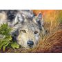 Puzzle Castorland 500el Wilk Pure Soul - 3